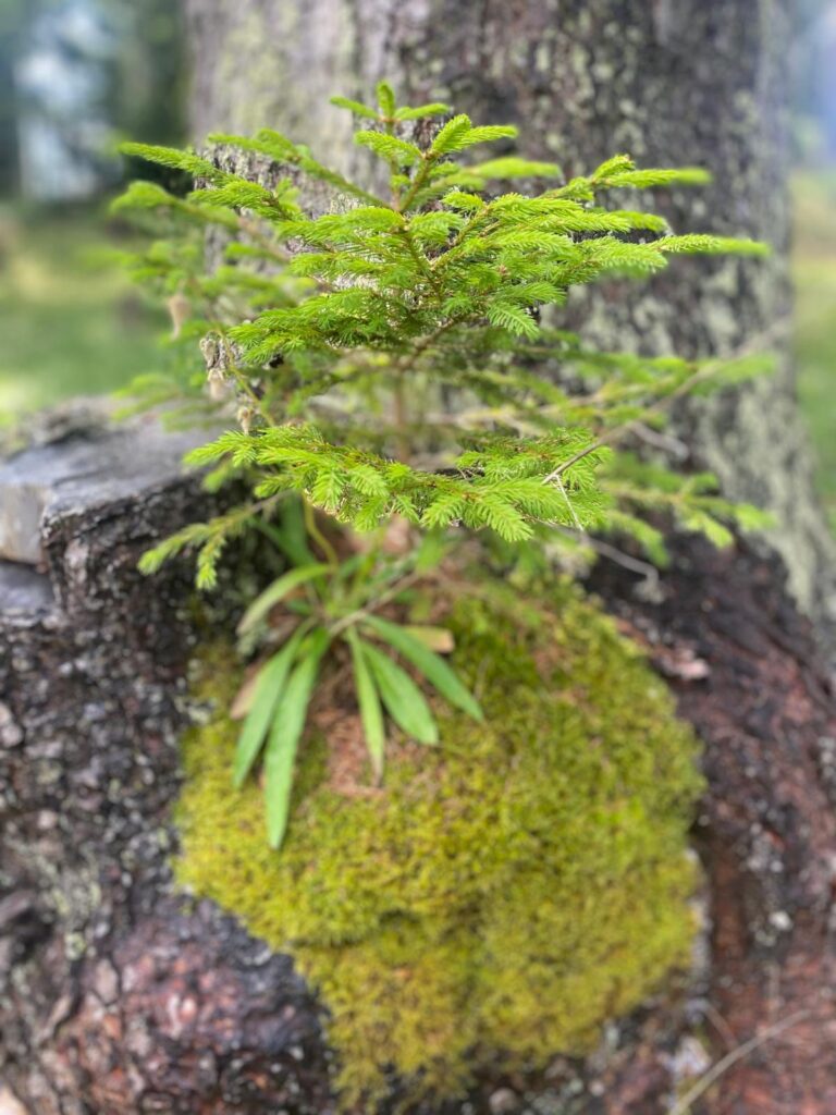 findet megreen..2025